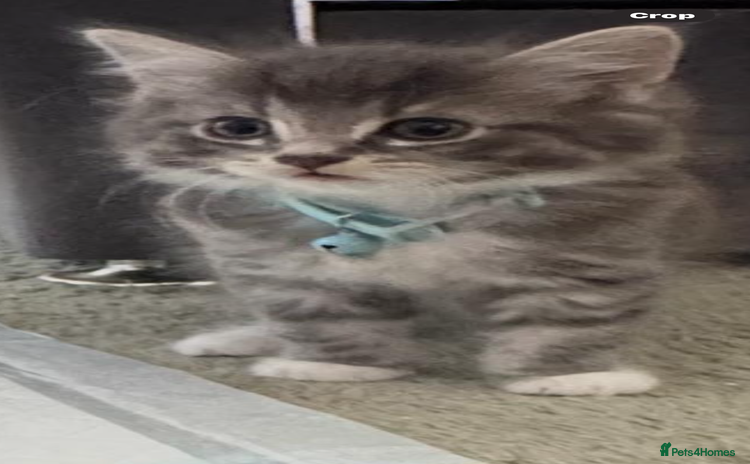 Mixed Breed cats - Advert 16