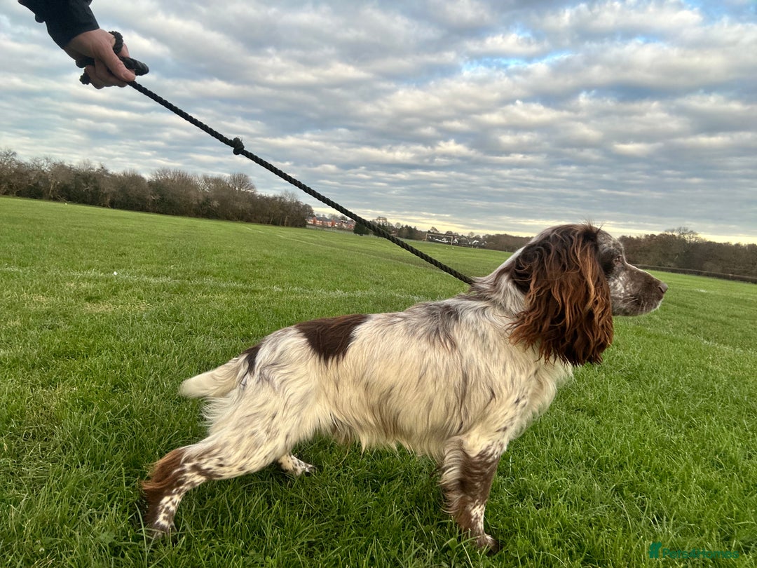 Cocker Spaniel dogs for sale: 1 kc cocker spaniel Bracken available  - Advert 6