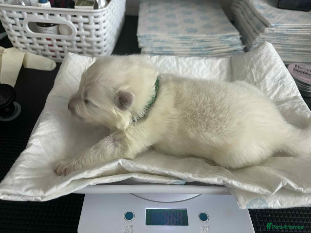 Samoyed dogs for sale: KC reg. Samoyed puppies with champ bloodline  - Advert 22