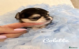 Chihuahua dogs for sale: KC rare husky marking chihuahua puppies Thai lines - Image 1