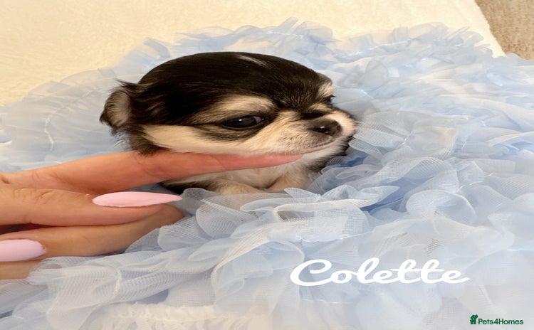 Chihuahua dogs - Advert 13