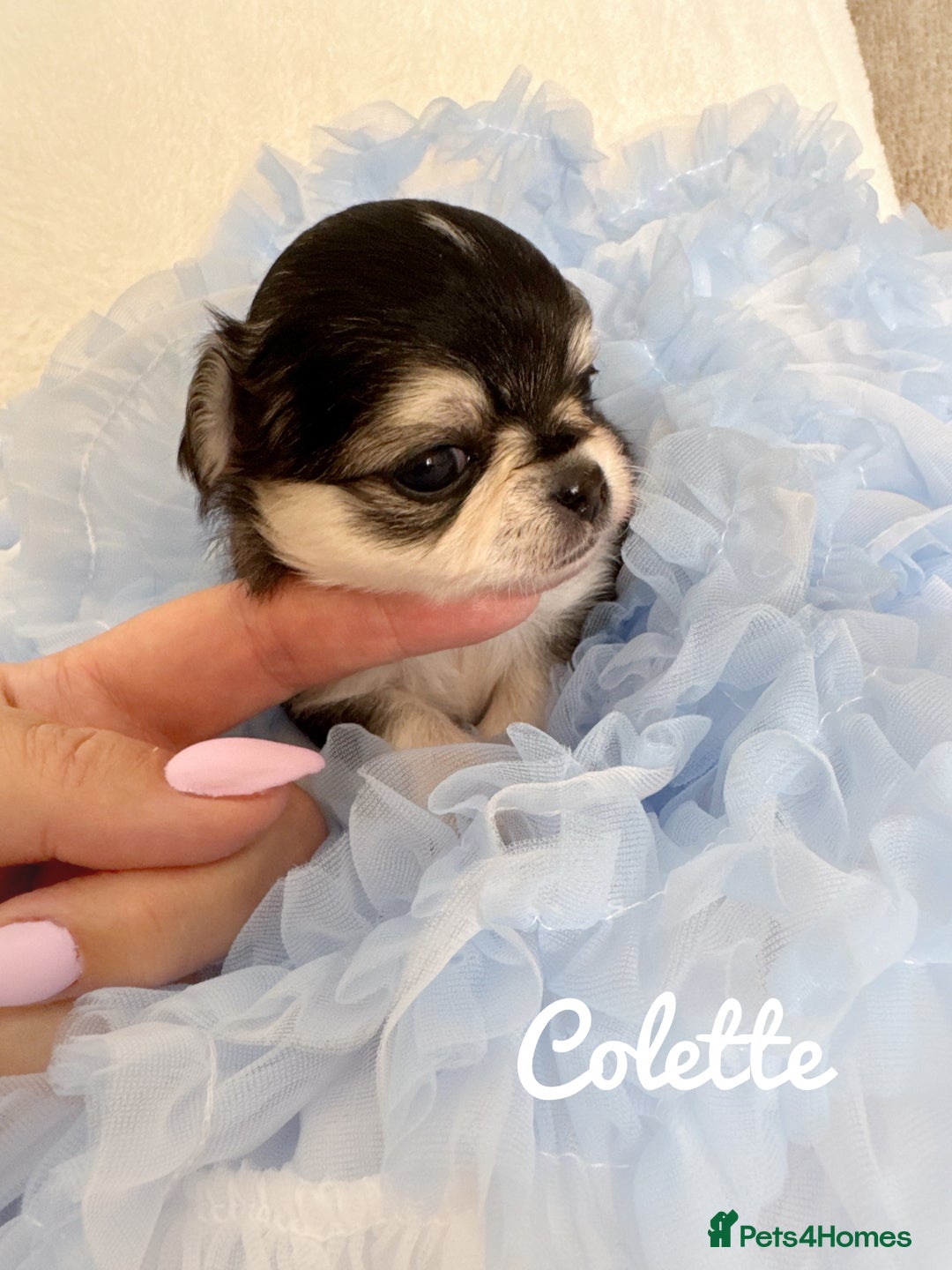 Chihuahua dogs for sale: KC rare husky marking chihuahua puppies Thai lines - Image 1