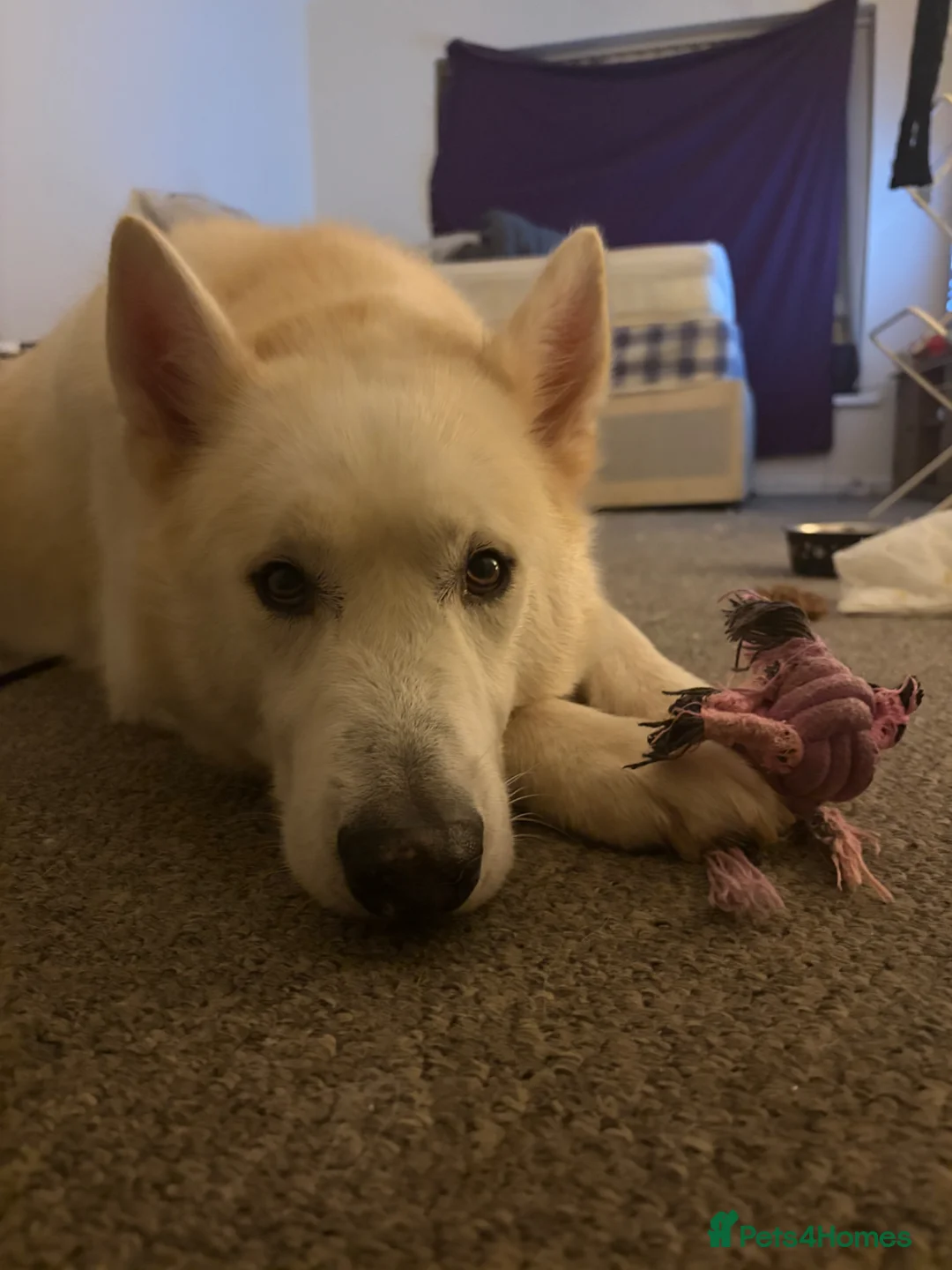 Siberian Husky dogs for sale: siberian husky  in Cardiff - Advert 2