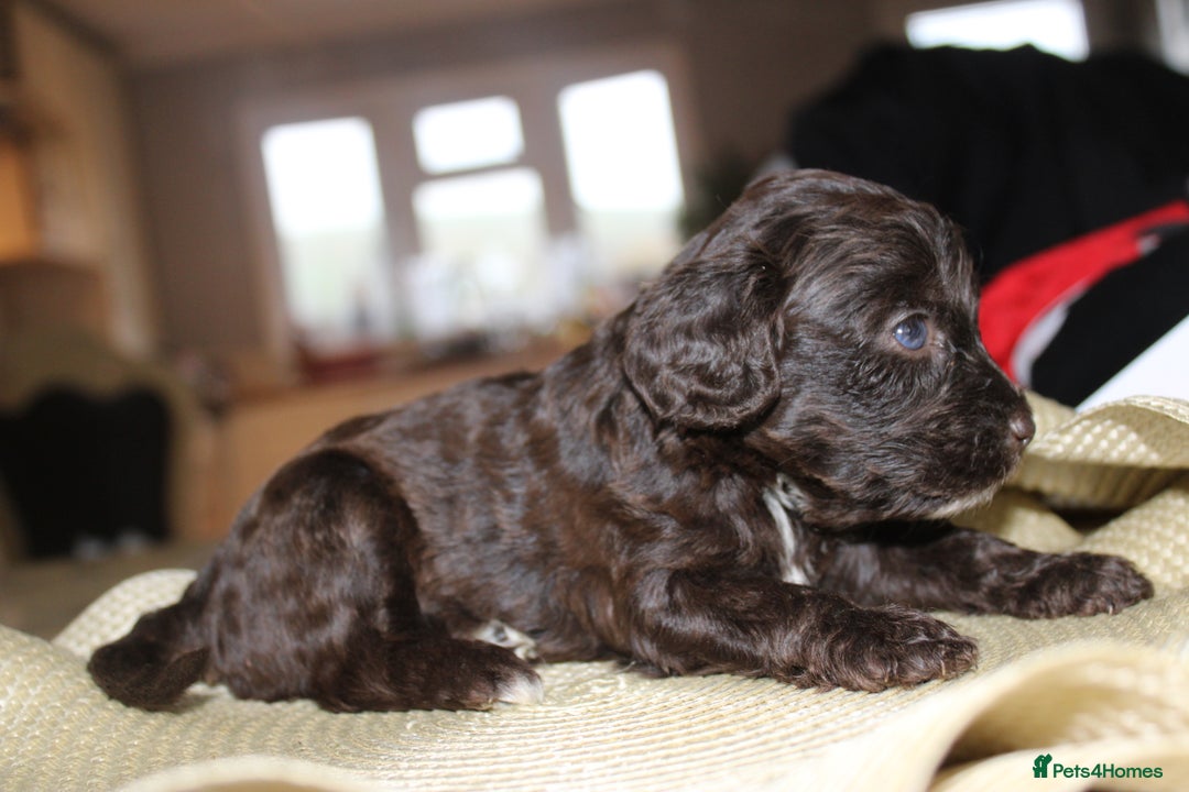 Cavapoo dogs for sale: Iconic cavapoo litter health tested parentage  - Advert 9