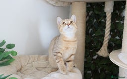 Scottish Fold cats for sale: Ready TICA reg stunning kittens available  - Image 3