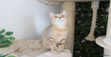 Scottish Fold cats - Advert 4