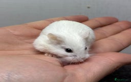 Hamster rodents for sale: Dwarf robrovski hamster babies  - Image 15