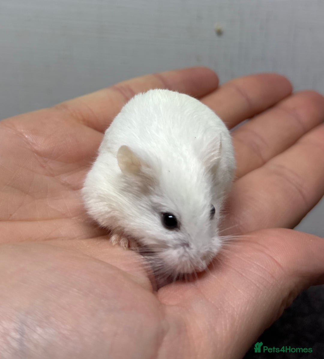 Hamster rodents for sale: Dwarf robrovski hamster babies  - Image 15