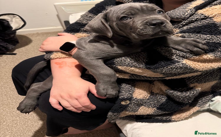 Cane Corso dogs 2-Month-Old Cane Corso Puppy – Rehoming - Advert 4