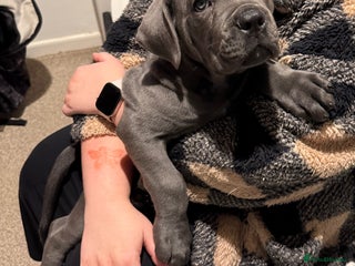 Cane Corso dogs 2-Month-Old Cane Corso Puppy – Rehoming - Advert 5