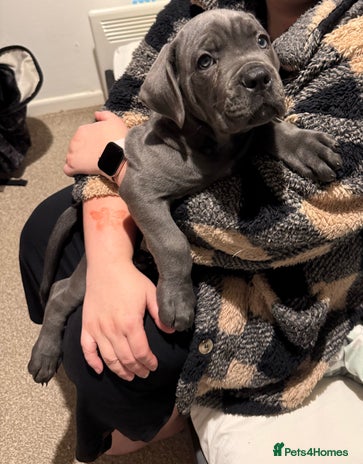 Cane Corso dogs 2-Month-Old Cane Corso Puppy – Rehoming - Advert 4