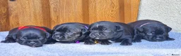 Staffordshire Bull Terrier dogs for sale: Solid Black Staff Puppies short & stocky Type  - Advert 4