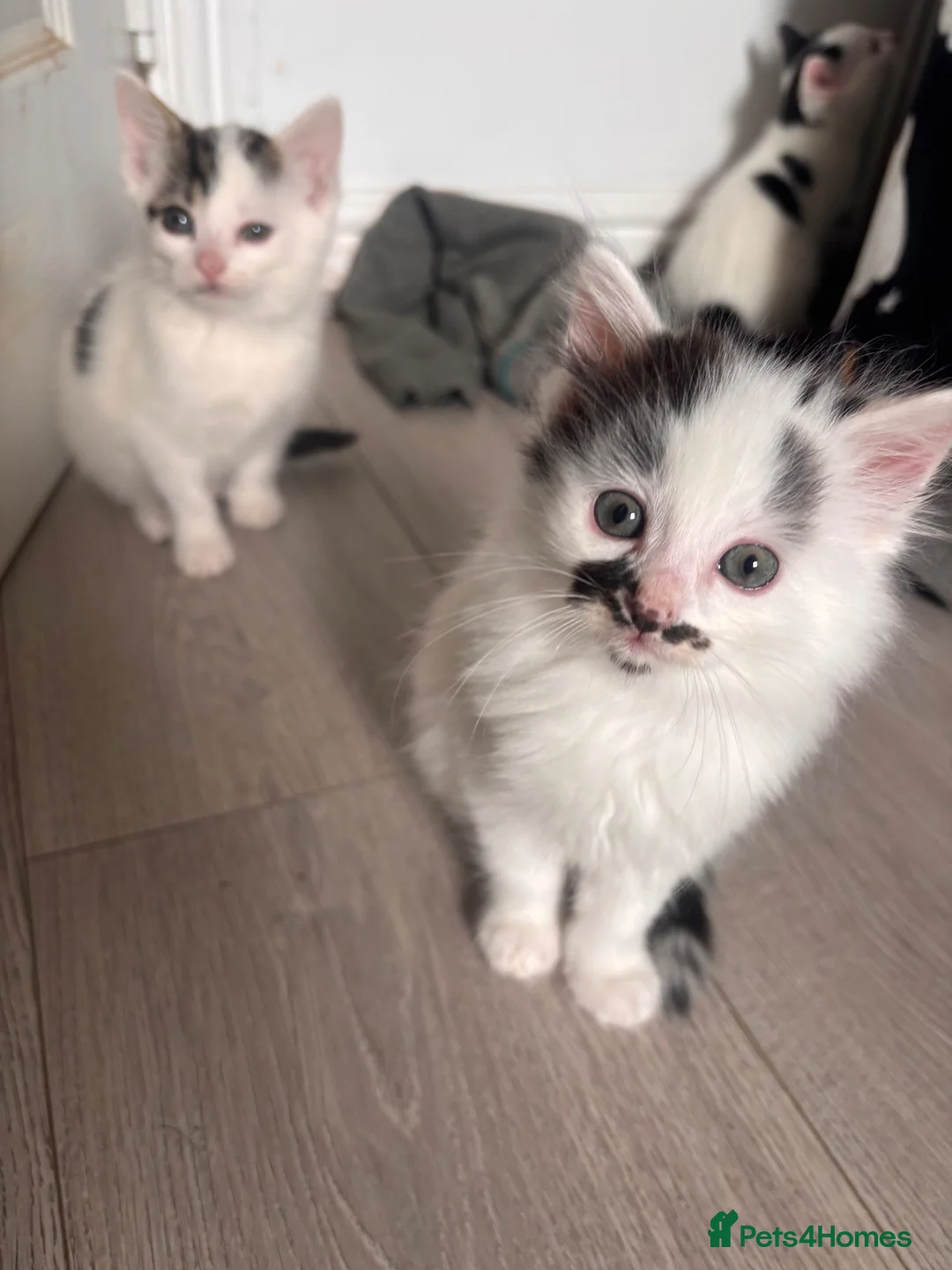 Mixed Breed cats for sale: kittens ready 16/10 - Advert 2