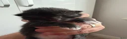 Mixed Breed cats for sale: Beautiful Kittens - Advert 5