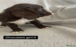 Cocker Spaniel dogs for sale: Gorgeous cocker spaniel puppies  - Image 7
