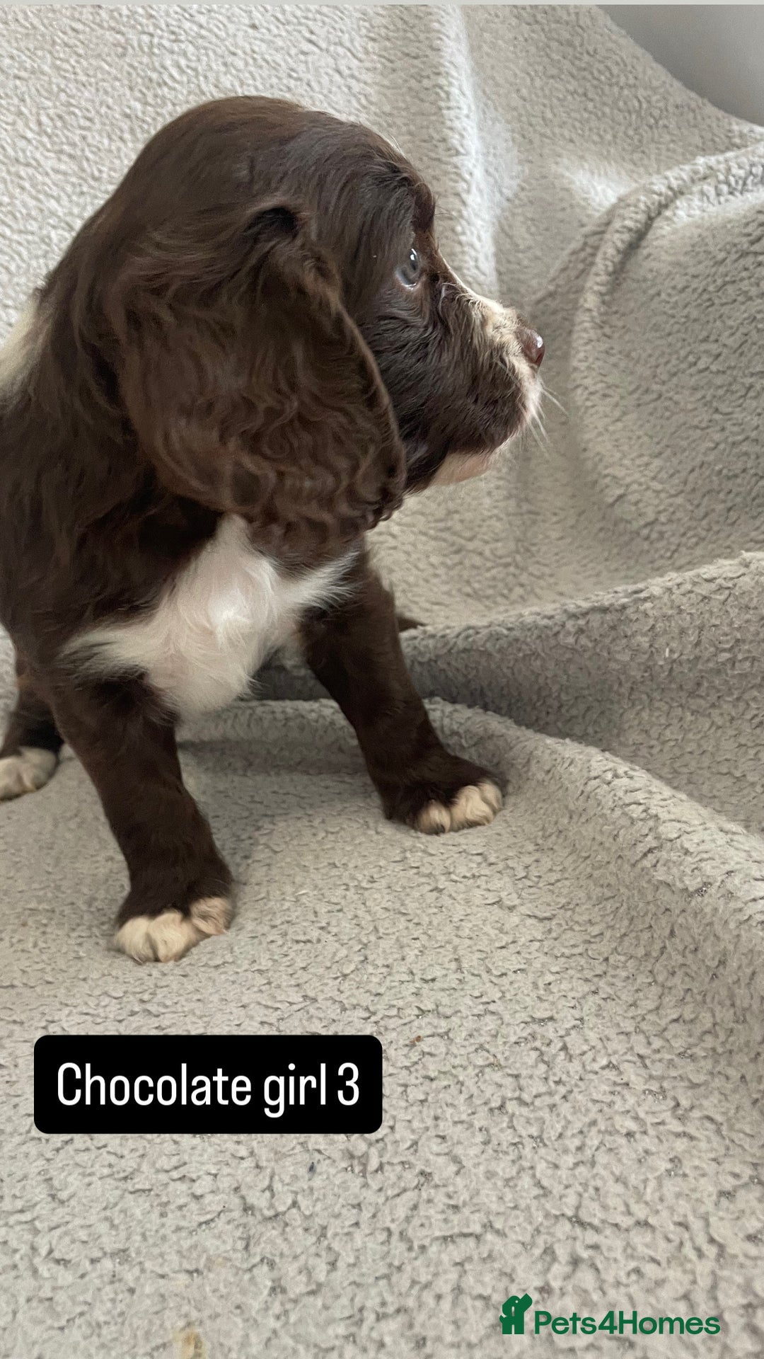 Cocker Spaniel dogs for sale: Gorgeous cocker spaniel puppies  - Image 7