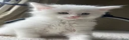 Maine Coon cats for sale: Maine Coon boy - Advert 1