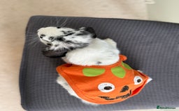 Mini Lop rabbits for sale: Mistach - Image 7
