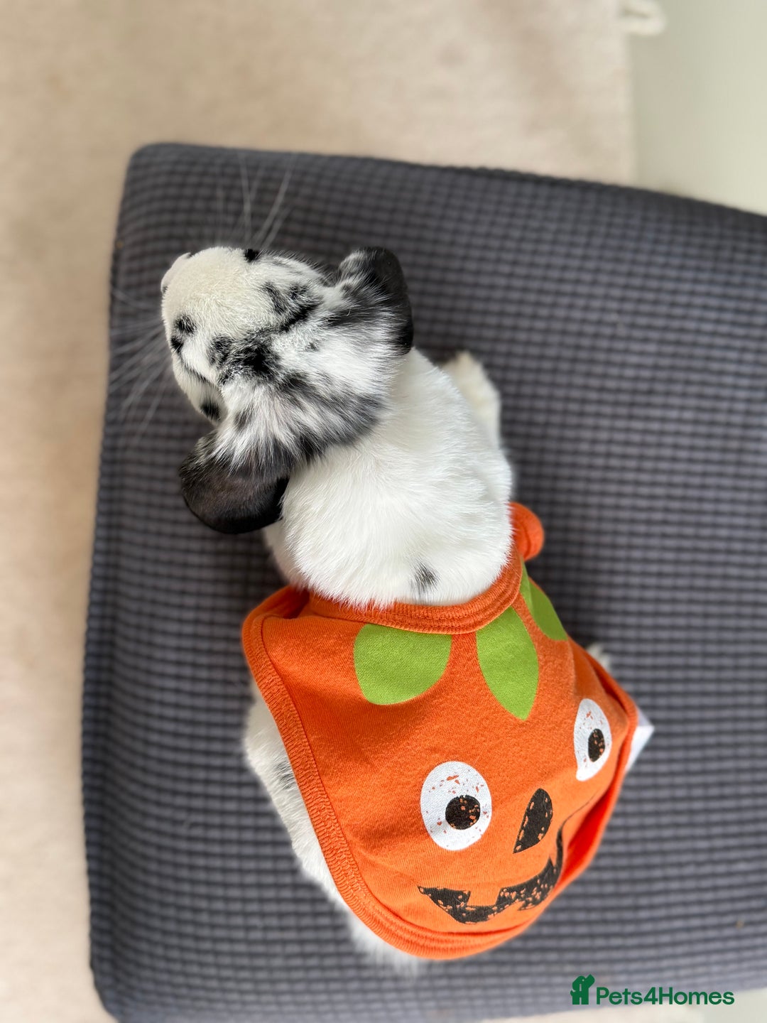 Mini Lop rabbits for sale: Mistach - Image 7