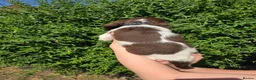 English Springer Spaniel dogs for sale: 7 Springer Spaniel Puppies ready for collection  - Advert 3