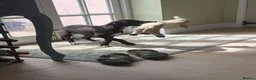 Whippet dogs for sale: Beautiful KC Whippet Puppies - Advert 17
