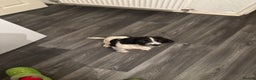 English Springer Spaniel dogs for sale: Springer spaniel pups  - Advert 7