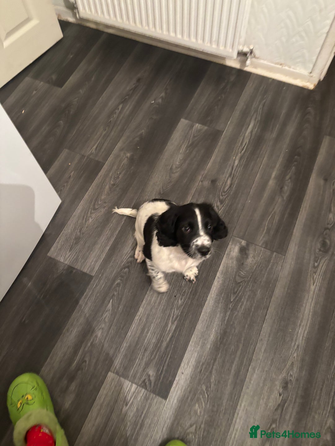 English Springer Spaniel dogs for sale: Springer spaniel pups  - Advert 7
