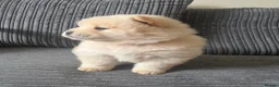 Chow Chow dogs for sale: 🐾Tiny trouble makers, ready to rule your home🐻 - Advert 23