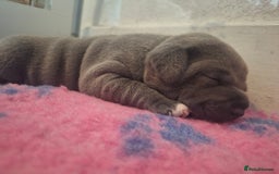 Staffordshire Bull Terrier dogs for sale: Blue Staffordshire Bull Terrier Puppies - Image 7