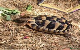 Tortoise reptiles for sale: 4-Year-Old Herman Tortoise Seeking New Home - Image 2