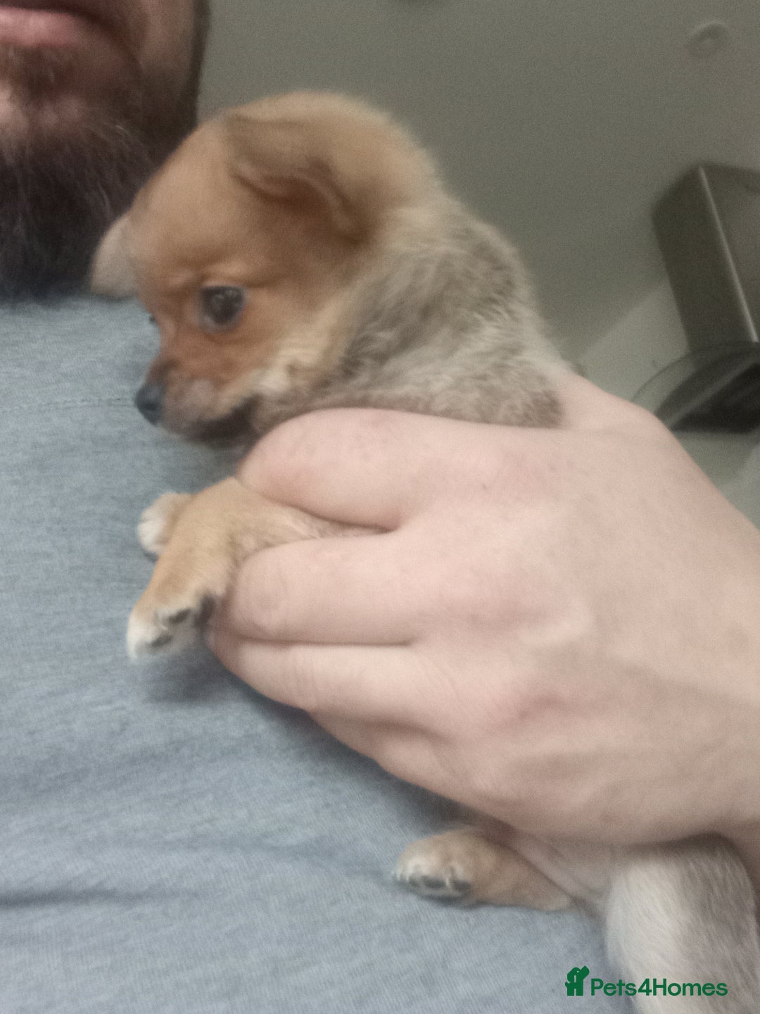 Pomchi dogs for sale: Pomchi puppies - Advert 3