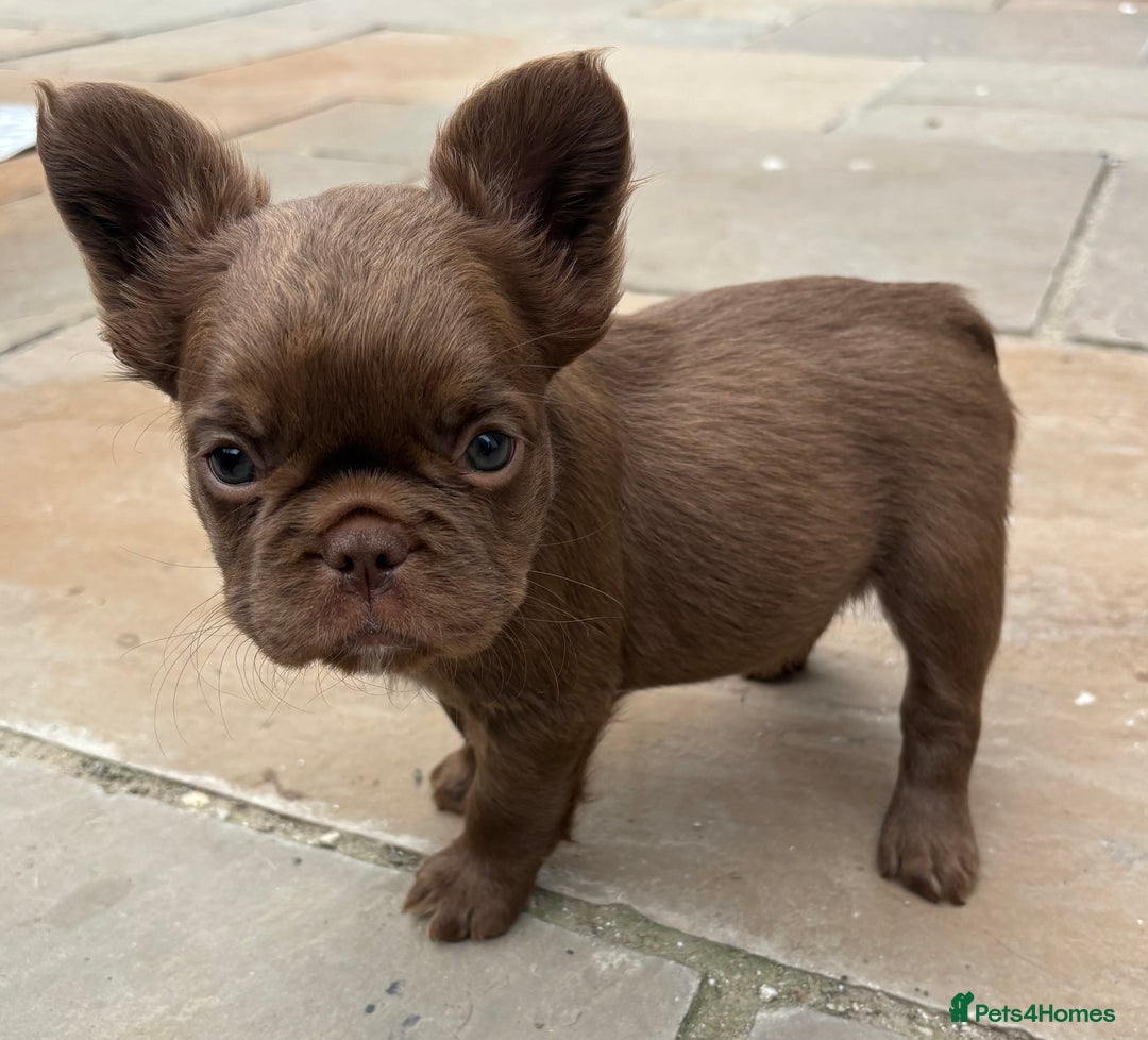 French Bulldog dogs for sale: *Fluffy French Bulldog Pups-4 reserved* - Image 10