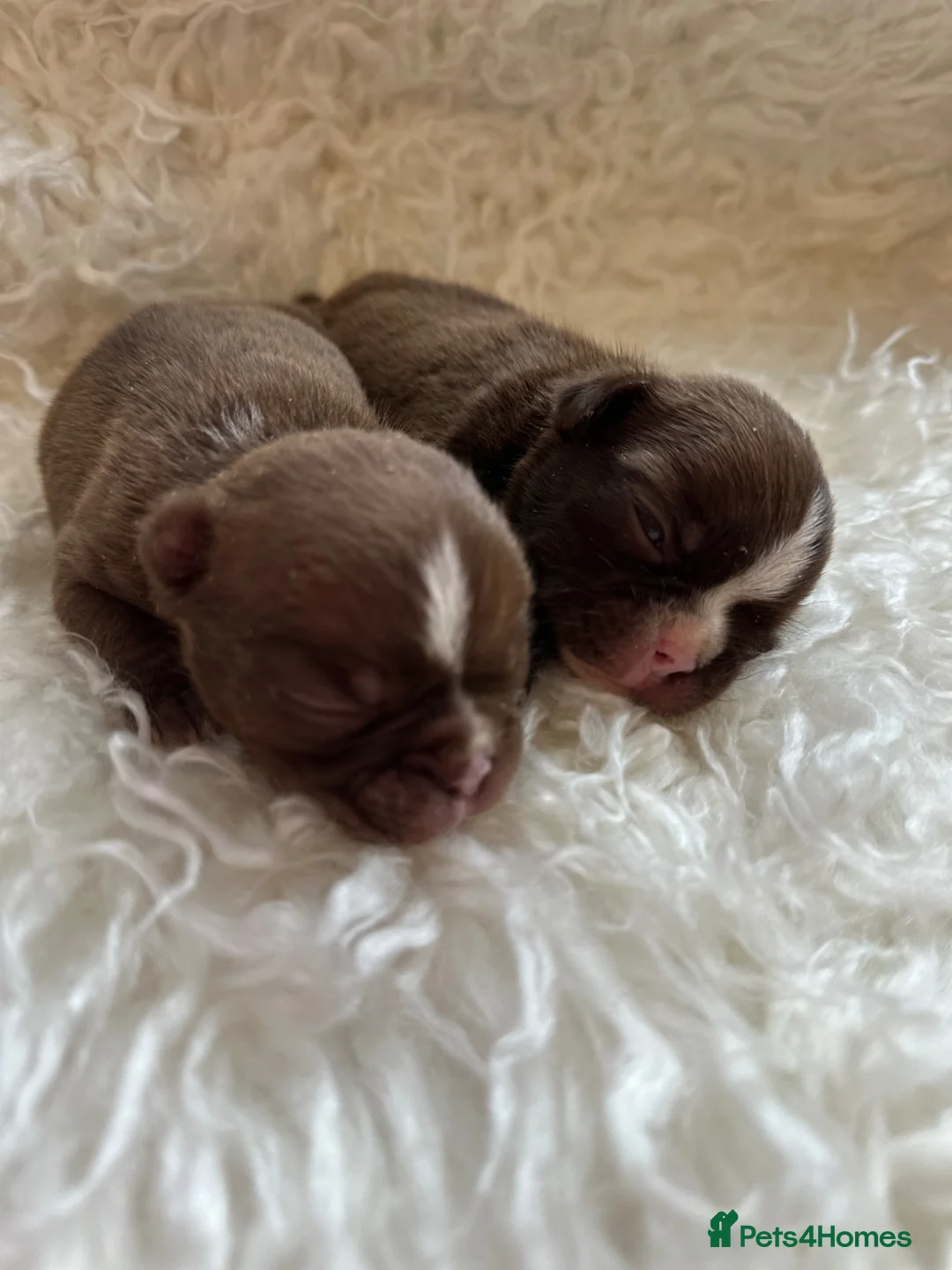 Boston Terrier dogs for sale: Boston Terrier pups  - Advert 2