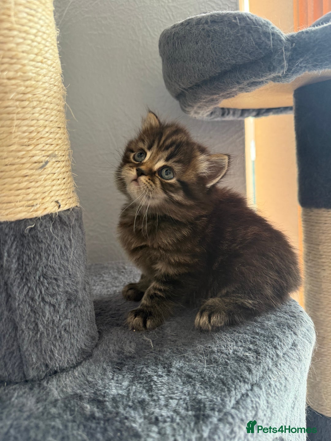 Scottish Fold cats for sale: Scottish fold kittens  - Image 10