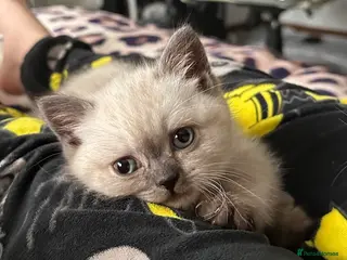 British Shorthair cats Pure Pedigree BSH Kittens for Sale - Advert 4