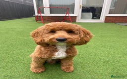 Cockapoo dogs for sale: F1 Cockapoo puppies  - Image 20