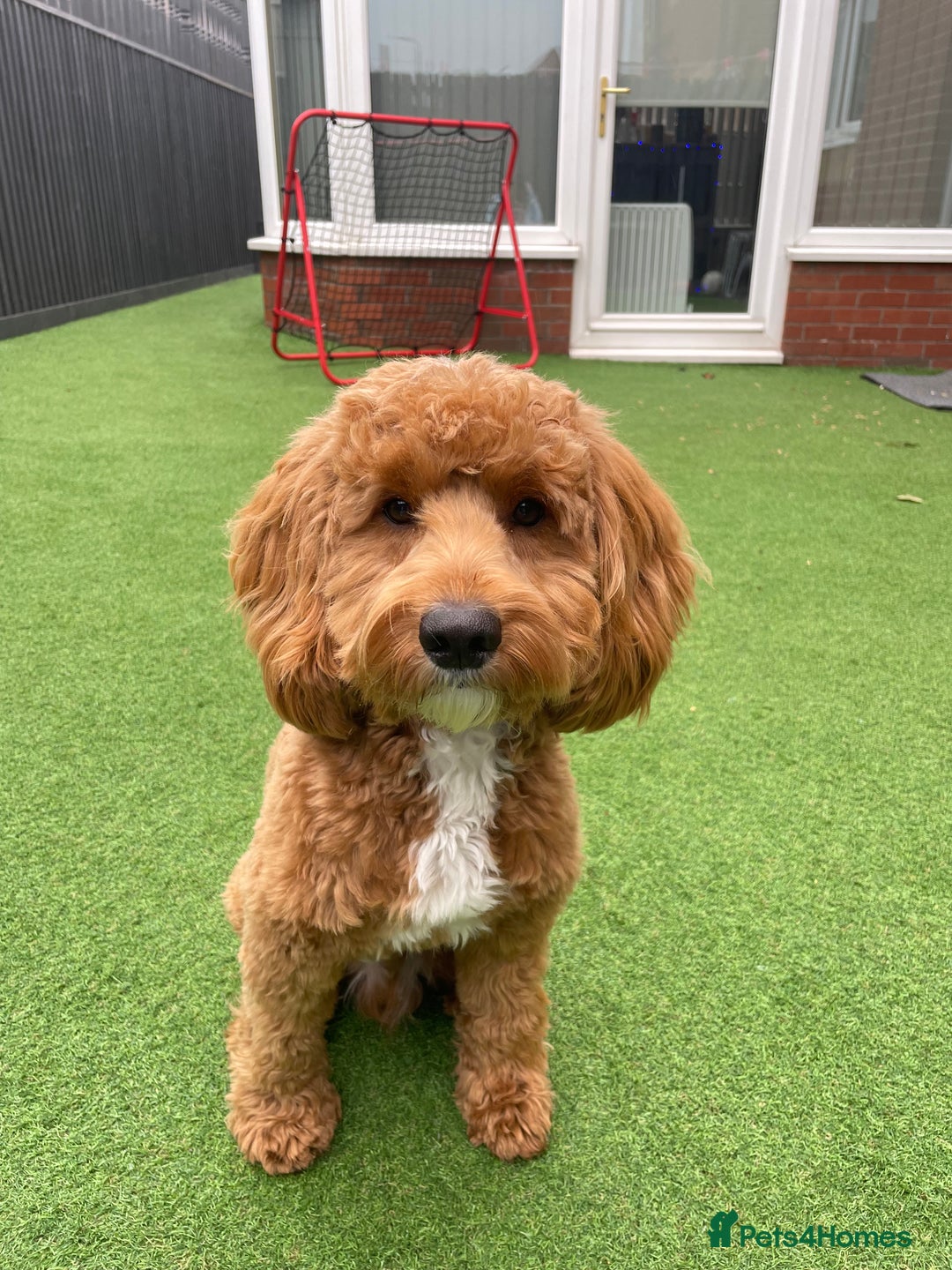 Cockapoo dogs for sale: F1 Cockapoo puppies  - Image 20