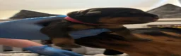 Rottweiler dogs for sale: 🤍PRADAS PUPPYS 🤍 in Wick - Advert 17