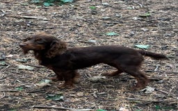 Cocker Spaniel dogs for sale: READY NOW WORKING COCKER SPANIEL PUPPYS - Image 11