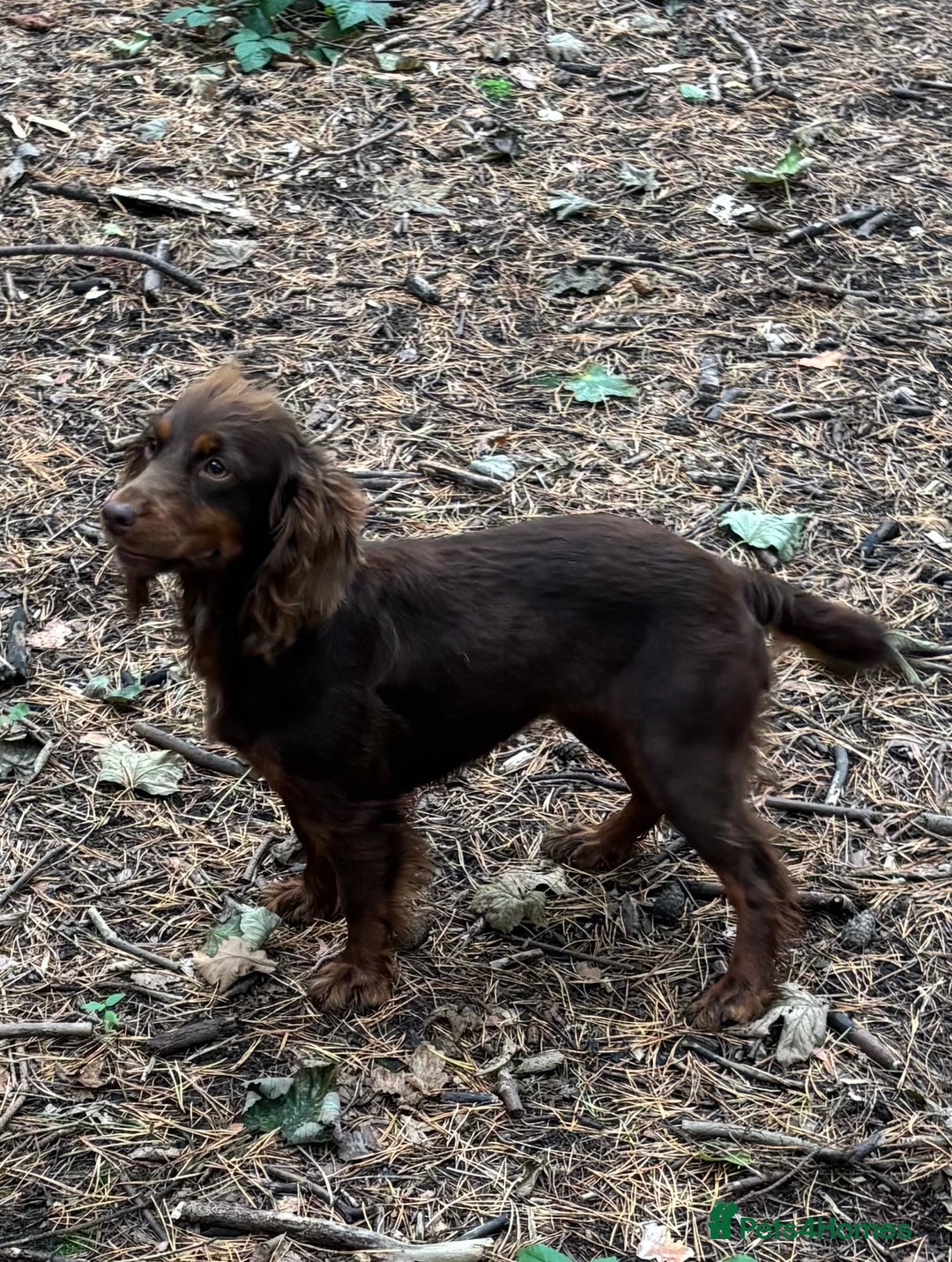 Cocker Spaniel dogs for sale: READY NOW WORKING COCKER SPANIEL PUPPYS - Image 11
