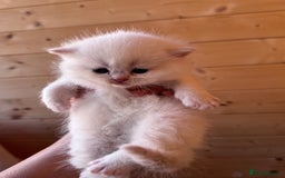 British Longhair cats for sale: Adorable Pure White Blue-Eyed British Kittens - Image 16