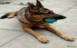 German Shepherd dogs for sale: Beautiful Sable German Shepherd  - Image 4