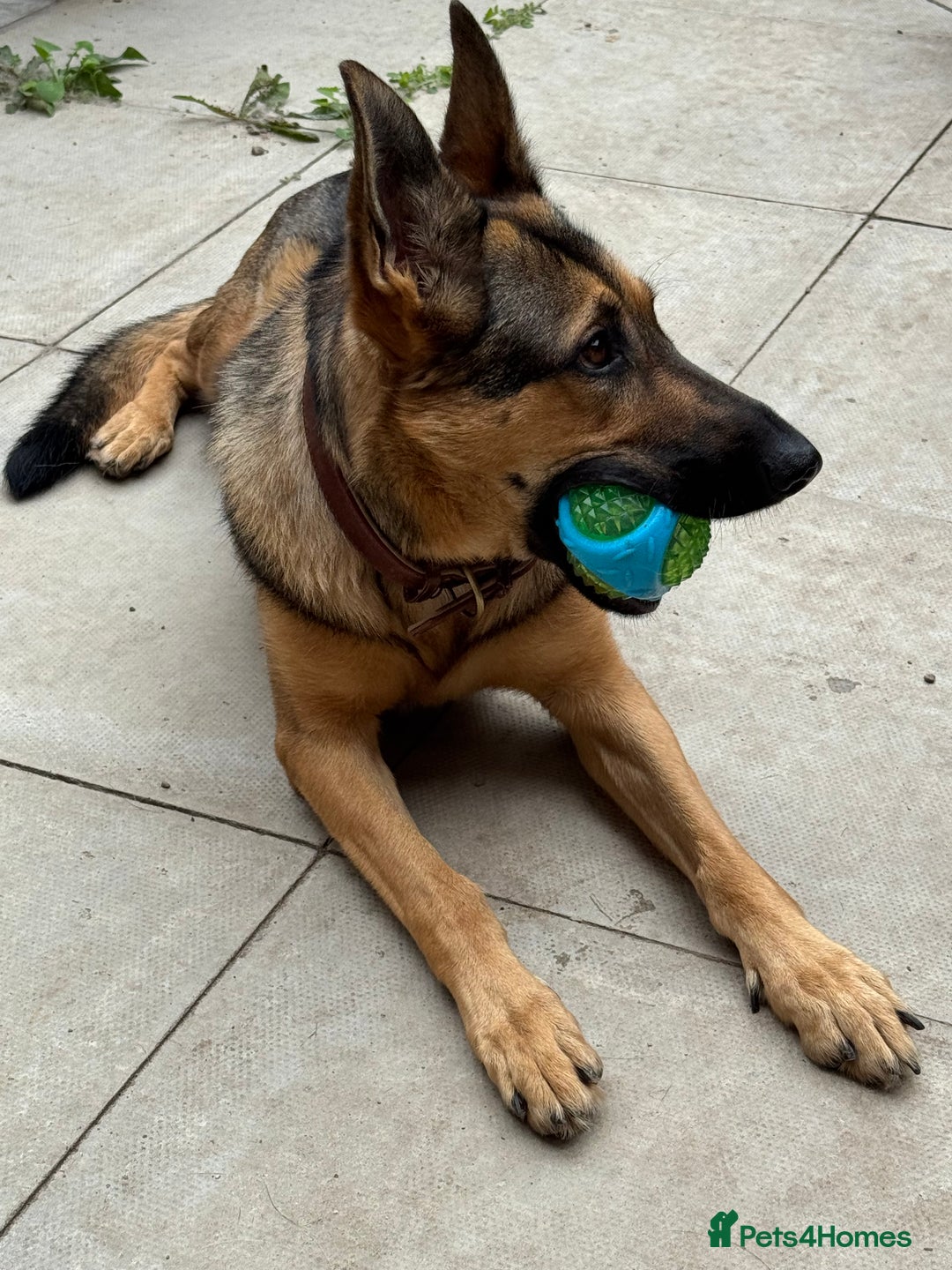 German Shepherd dogs for sale: Beautiful Sable German Shepherd  - Image 4