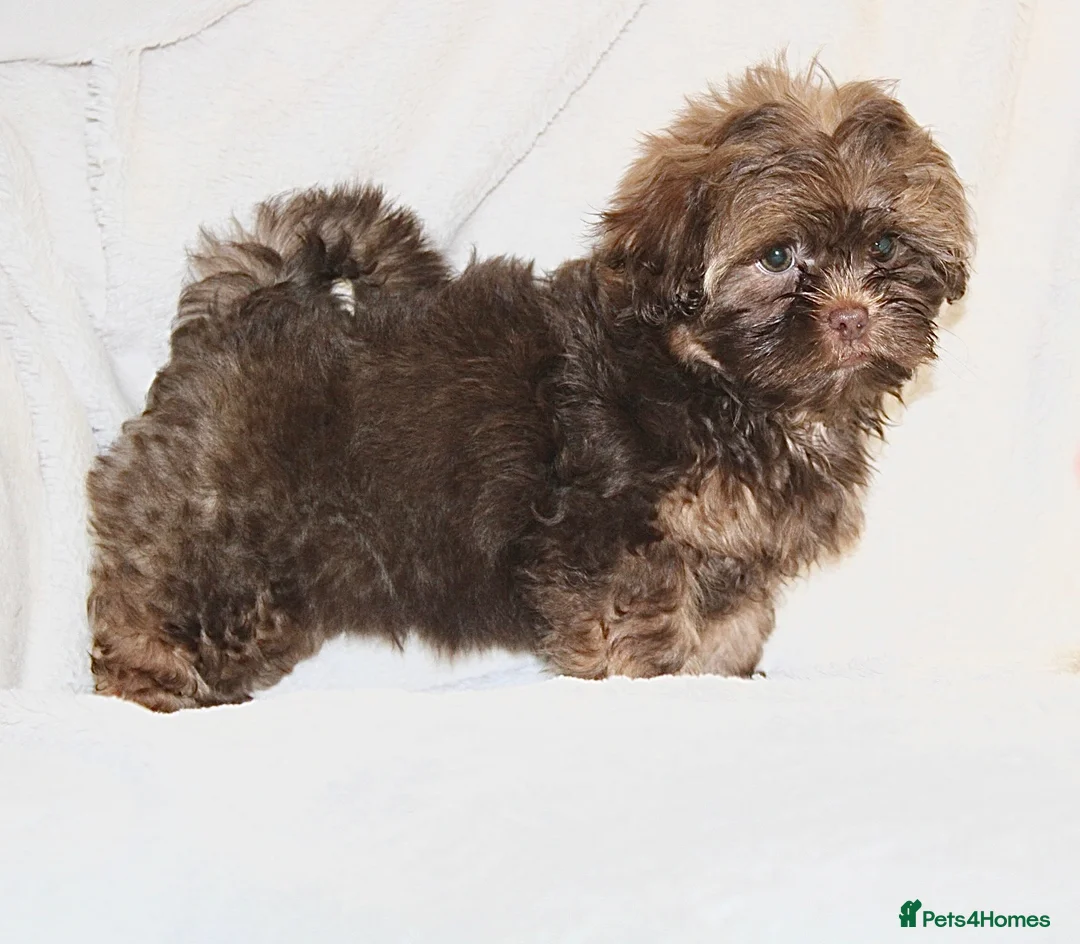 Shihpoo dogs for sale: Shih poo puppy’s  - Advert 2