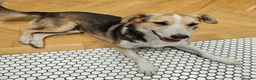Mixed Breed dogs for adoption: Banjo (terrier mix) in London - Advert 7
