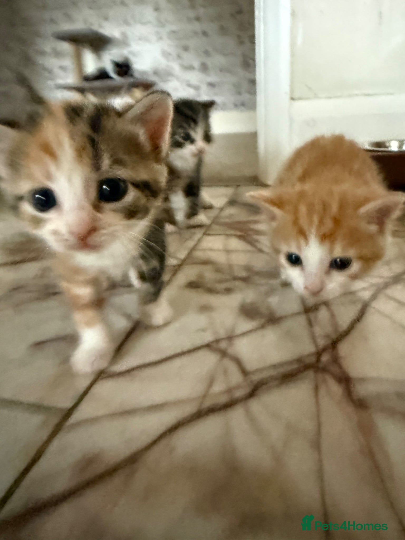 Mixed Breed cats for sale: 3 little adorable kittens - Advert 9