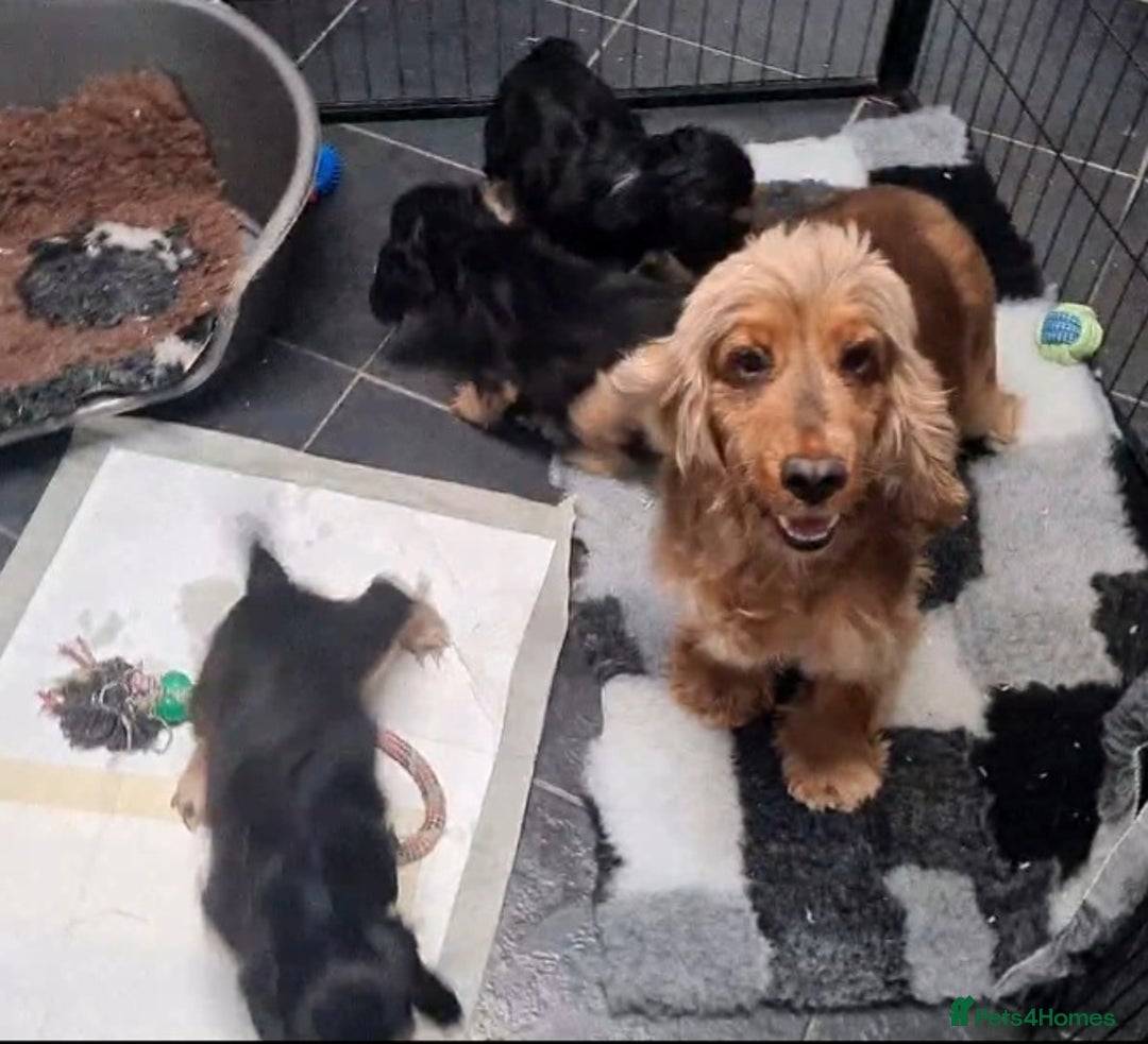 Cocker Spaniel dogs for sale: KC reg Sable Show Type Cocker Spaniels  - Image 3