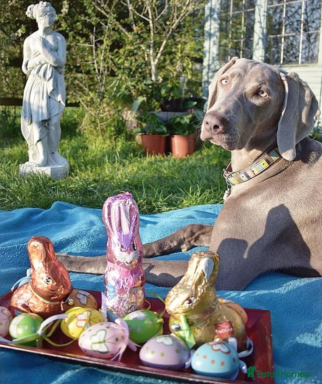 Weimaraner dogs for stud:  KC reg health tested Hipscored stud in Woodbridge - Advert 16