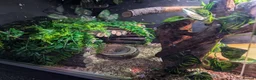 Python Snake reptiles for sale: Lovely royal python with viv for sale  - Advert 4