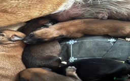 Mixed Breed dogs for sale: German shepherd x whippet  - Image 11